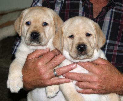 The 2 boys... 6 weeks old today!
