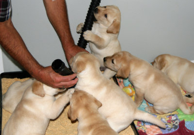 We love the vacuum!