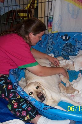 And the whelping has started!! Jess checking on first 3 pups while doGMum grabs the camera!