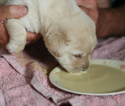 18 Days Old!Introduction to puppy gruel ... yummy!