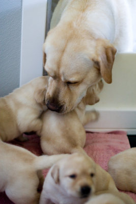 3 Weeks Old