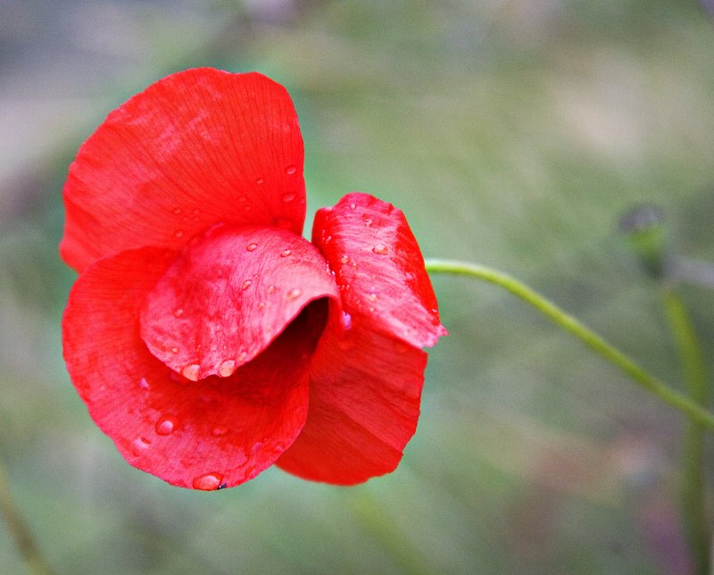 Wet Poppy