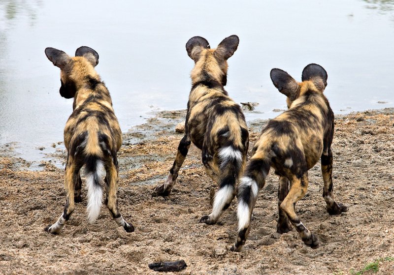 Wild Dog Pups - Checking for crocs