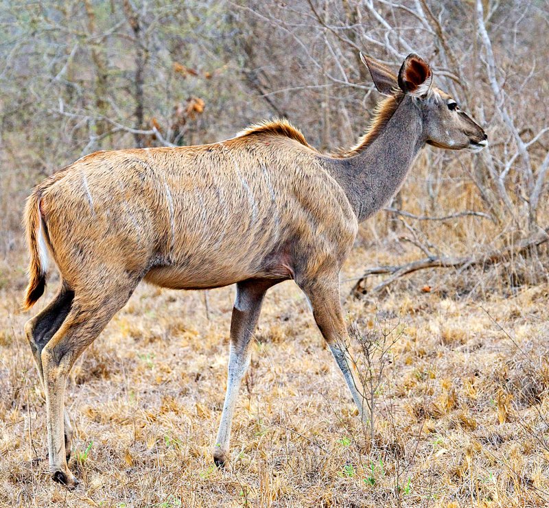 Kudu Cow