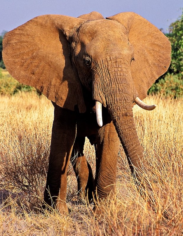 Samburu Female