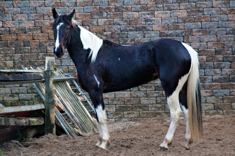 3 year-old Filly