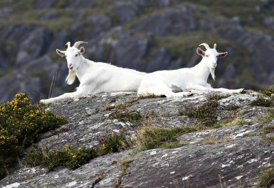 White Goats