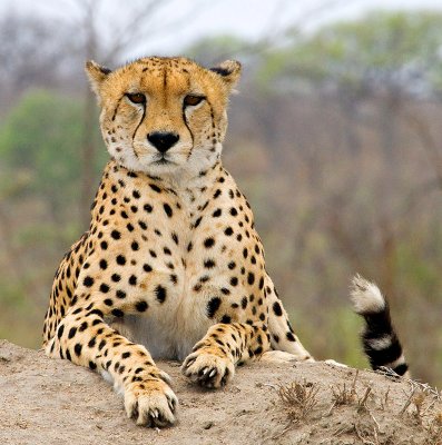 Male Cheetah