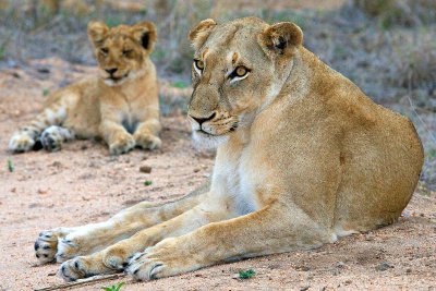 Female + Cub
