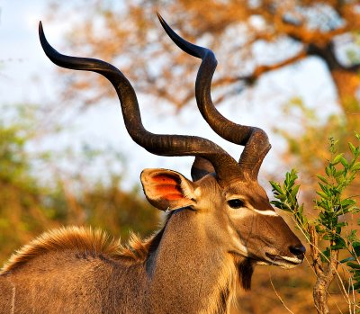 Kudu Bull