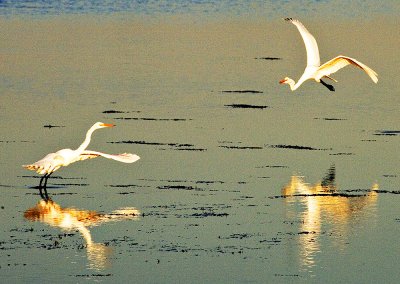 Dueling Great White Egrets