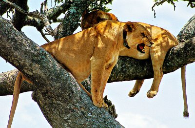 Serengeti Lionesses