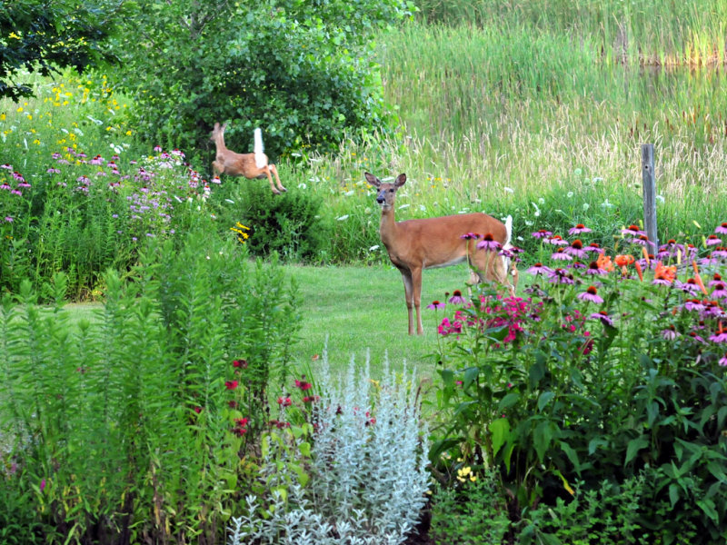Doe  Fawn.jpg