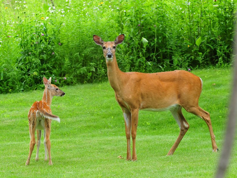 Doe  Fawn2.JPG