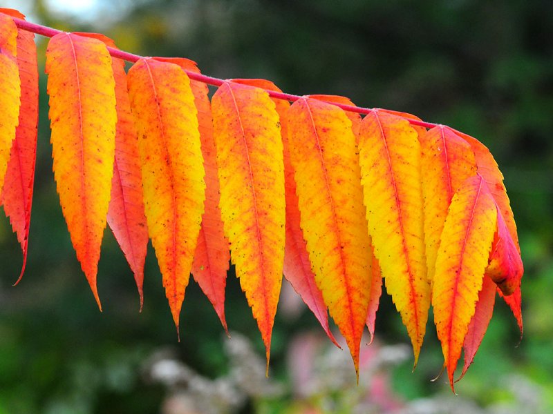 Staghorn sumac10