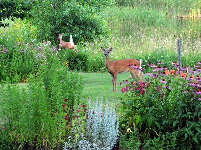 Doe  Fawn.jpg