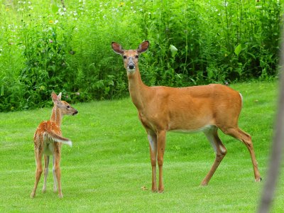 Doe  Fawn2.JPG