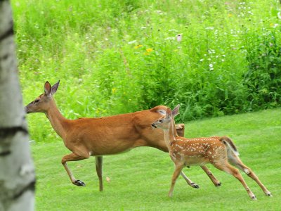 Doe  Fawn3.JPG