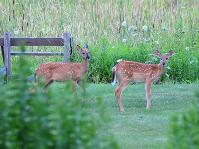 2 Fawns.JPG