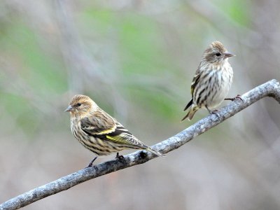 Pine siskins1