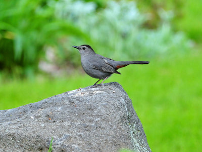 gray catbird1.jpg