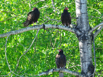 Turkey vultures2.JPG