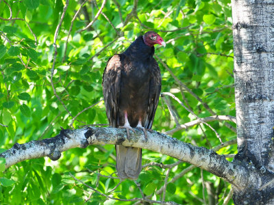 Turkey vulture1.JPG