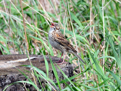 Vesper sparrow1.jpg