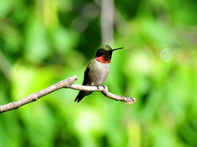 Ruby-throated hummingbird.jpg