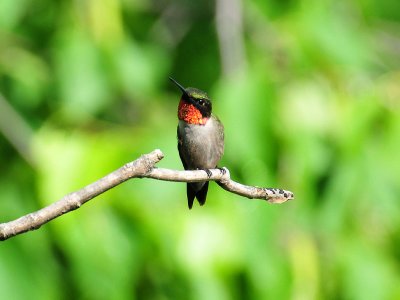 Ruby-throated hummingbird2.JPG