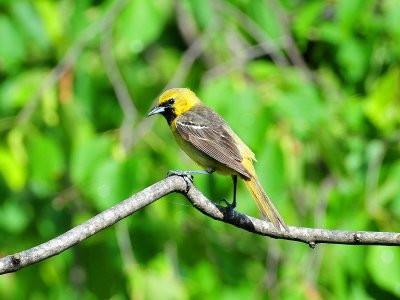 Orchard oriole11.JPG