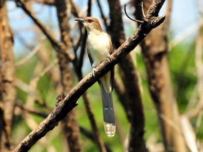 Black-billed cuckoo1.jpg