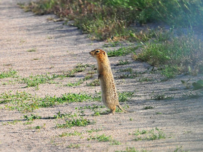Thirteen-lined ground squirrel1.jpg