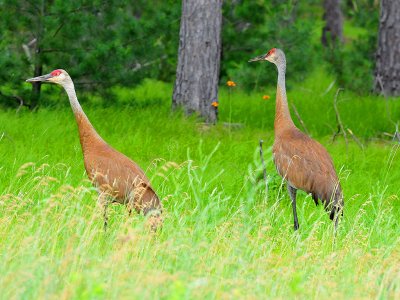 Sandhill crane2.JPG