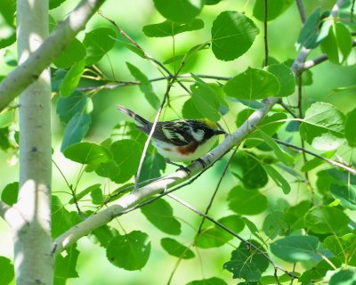 Chestnut-sided warbler1.jpg