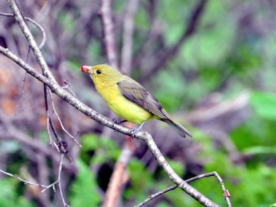 Scarlet tanager2.JPG