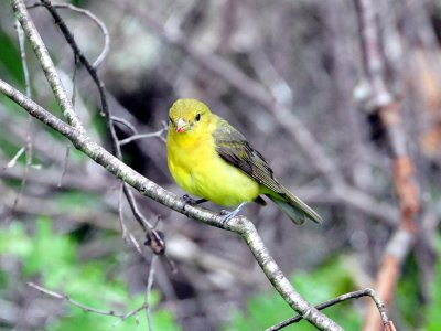 Scarlet tanager3.JPG