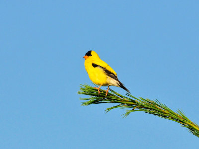American goldfinch2.jpg