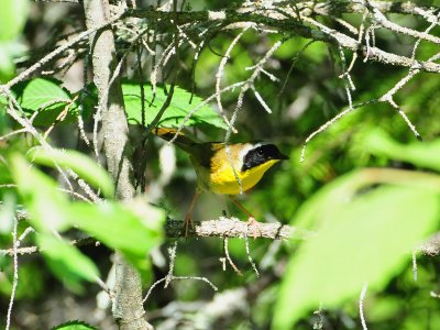 Common yellowthroat1.jpg