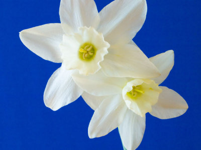 White daffodils