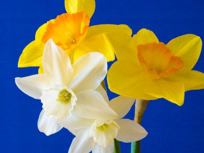 White & yellow daffodils