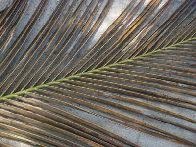 Palm leaf