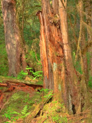 Rain forest stump