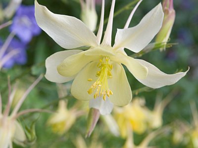 Columbine