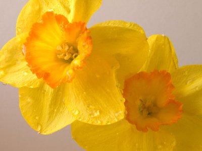 Wet daffodils
