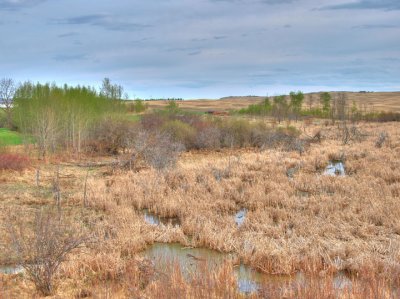 Prairie wetlands - early Spring