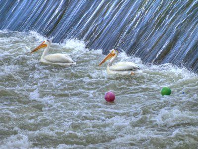 Pelicans at play