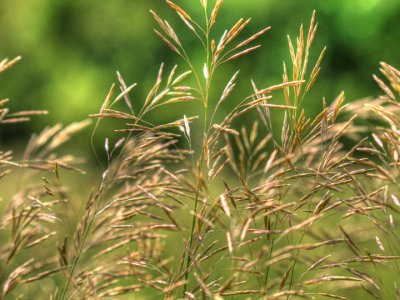 Prairie tallgrass