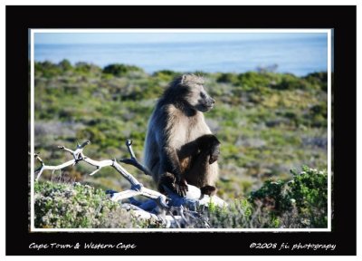 DSC_0248b.jpg