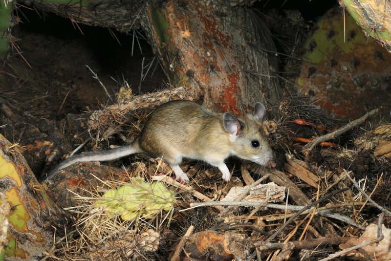 White-throated woodrat